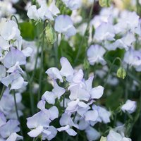 25 Bio Albutt Blue Wicke Samen Lathyrus Duftwicke Zaad Zaden Semi Sementi Sementes Siemenet Graines Semillas Nasiona Somen von VerveinaSeeds