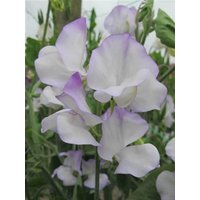 25 Bio Albutt Blue Sweet Pea Seeds Lathyrus Duftwicke Samen Zaad Zaden Semi Sementi Sementes Siemenet Graines Semillas Nasiona Somen von VerveinaSeeds