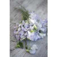 25 Bio Albutt Blue Sweet Pea Seeds Lathyrus Duftwicke Samen Zaad Zaden Semi Sementi Sementes Siemenet Graines Semillas Nasiona Somen von VerveinaSeeds