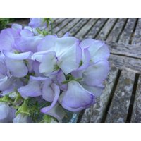 25 Bio Albutt Blue Wicke Samen Lathyrus Duftwicke Zaad Zaden Semi Sementi Sementes Siemenet Graines Semillas Nasiona Somen von VerveinaSeeds