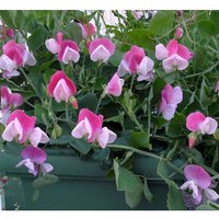 25 Bio Cupid Pink Zwerge Fensterbox Sweet Pea Seeds Lathyrus Duftwicke Sameb Zaad Zaden Semi Sementi Sementes Siemenet Graines Semillas von VerveinaSeeds