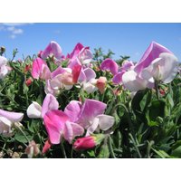 25 Bio Cupid Pink Zwerge Fensterbox Sweet Pea Seeds Lathyrus Duftwicke Sameb Zaad Zaden Semi Sementi Sementes Siemenet Graines Semillas von VerveinaSeeds