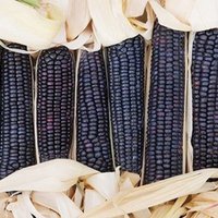 25 Bio Jerry Petersen Blue Corn Samen Mais Mays Graines Semillas Zaden Zaad Somen Semi Sementi Nasiona von VerveinaSeeds