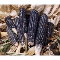 25 Bio Jerry Petersen Blue Corn Samen Mais Mays Graines Semillas Zaden Zaad Somen Semi Sementi Nasiona von VerveinaSeeds