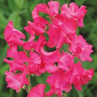 25 Bio Mumsie Sweet Pea Seeds Lathyrus Duftwicke Samen Zaden Semi Sementi Sementes Siemenet Graines Semillas Nasiona Somen von VerveinaSeeds