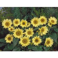 25 Pacino Lemon Dwarf Sunflower Only 12 "' Tall Seeds Samen Somen Graines Zaden Semillas Semetes Siemenet Semi Sementi Nasiona von VerveinaSeeds
