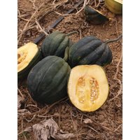 25 Stück Bio Kürbiskerne von VerveinaSeeds