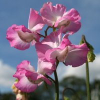 25 Stück Bio-Saatgut Twendoline Duftwicke Samen Einer Der Schönsten Somen Zaad Zaden Semi Sementi Sementes Siemenet Graines Nasiona von VerveinaSeeds