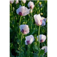 2500 Bio Mohnsamen Weiß-Violett Gestreifter Papaver 2500 Bio Mohnsamen Weiß-Violett Gestreifter Papaver von VerveinaSeeds
