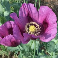 2500 Ungarian Blue Bread Seed Poppy Bio Seeds Papaver Schlafmohn Black Peony Samen Semillas Graines Sementes Somen Siemenet Zaden von VerveinaSeeds