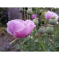 2500 White Seed Breadseed Poppy Pink Flowers Schlafmohn Samen Semi Sementi Semillas Graines Nasiona Frø Somen Zaad Zaden Papavero Papaver von VerveinaSeeds