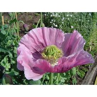 2500 White Seed Breadseed Poppy Pink Schlafmohn Samen Semi Sementi Semillas Pavot Graines Nasiona Frø Somen Zaad Zaden Papavero Mohn Papaver von VerveinaSeeds