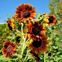 30 Abendsonne Sonnenblumenkerne Weinrot Bronze von VerveinaSeeds