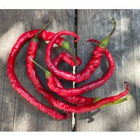 30 Bangalore Whippets Tails Chili Seeds Chilli Samen Semi Sementi Semillas Sementes Siemenet Nasiona Frö Frön Zaden Graines Somen von VerveinaSeeds