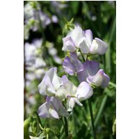 30 Bio Albutt Blue Sweet Pea Seeds Lathyrus Duftwicke Samen Zaad Zaden Semi Sementi Sementes Siemenet Graines Semillas Nasiona Somen von VerveinaSeeds