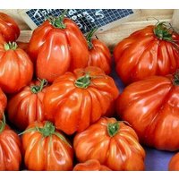 30 Bio Tomatensamen Charlie Chaplin Pomodoro Tomate Samen Semi Grains Semillas Open Pollinated Heirlomm Beefsteak Typ von VerveinaSeeds