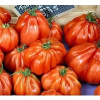 30 Bio Charlie Chaplin Tomatensamen Pomodoro Tomate Samen Halbkorns Semillas Open Pollinated Heirlomm Beefsteak Typ von VerveinaSeeds