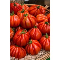 30 Bio Tomatensamen Charlie Chaplin Pomodoro Tomate Samen Semi Grains Semillas Open Pollinated Heirlomm Beefsteak Typ von VerveinaSeeds