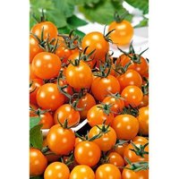 30 Bio Figiel Tomato Samen Orange Erbstück Coctail Tomate Sehr Produktiv von VerveinaSeeds