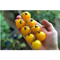 30 Bio Goldkrone Erbstück Tomatensamen Samen Semi Semillas Graines Somen Zaden Zaad Sementes Siemenet Sementi Nasiona von VerveinaSeeds