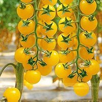 30 Bio Goldkrone Erbstück Tomatensamen Samen Semi Semillas Graines Somen Zaden Zaad Sementes Siemenet Sementi Nasiona von VerveinaSeeds