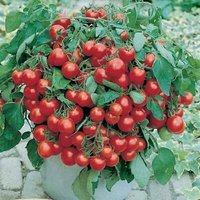 30 Bio Maskotka Topf Balkon Terrasse Tomate Samen Zaad Zaden Körner Sementi Semi Semillas Sementes Siemenet Somen Nasiona von VerveinaSeeds