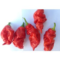 30 Stück Bio Naga Viper Chili Chilisamen Samen Semi Sementi Somen Graines Nasiona Zaad Zaden Sementes Siemenet Semillas 3rd World's Hottest von VerveinaSeeds