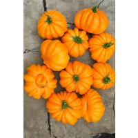 30 Stück Orange Öko-Tomaten Samen - Seltene Riesige Heirloom Sorte von VerveinaSeeds