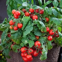 30 Bio Rotkäppchen Zwerg Tomatensamen Die Perfekte Miniatur Buschtomate, Kleine Süße Früchte Von Ausgezeichnetem Geschmack von VerveinaSeeds