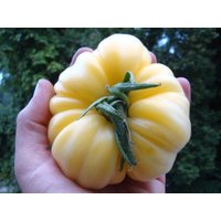 30 White Beauty Tomatensamen, Cremige Heirloom-Sorte Bio-Saatgut 30 White Beauty Tomatensamen, Cremige Heirloom-Sorte Bio-Saatgut von VerveinaSeeds
