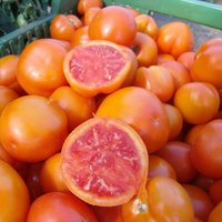 30 Bio Zlatava Erbstück Tomatensamen Samen Somen Graines Semi Sementes Siemenet Zaden Tomat Pomodoro Tomate von VerveinaSeeds