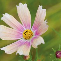 30 Cosmos Apricot Limonade Seeds Cosmea Schmuckkörbchen Samen Somen Zaad Zaden Semi Sementi Sementes Siemenet Graines Nasiona Semillas von VerveinaSeeds