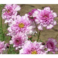 30 Cosmos Double Click Bicolor Pink Seeds Cosmea Schmuckkörbchen Samen Somen Frø Zaden Semi Sementi Sementes Siemenet Graines Semillas von VerveinaSeeds