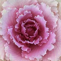 30 Osaka Pink Ornamental Brassica Kale Cabbage Seeds Samen Semi Sementi Semillas Sementes Siemenet Nasiona Frø Zaden Graines Somen von VerveinaSeeds