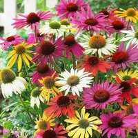 30 Paradiso Mix Echinacea Samen, Helle Farbpalette von VerveinaSeeds