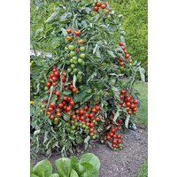 30 Stück Gartenperle Heirloom Tomatensamen Tomate Samen Tomat Getreidekörner Nasiona Semi Di Pomodoro Zaden Frö Sementes Siemenet Somen Semillas von VerveinaSeeds