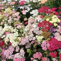 300 Achillea Colorado Mixture Schafgarbe Samen Semi Sementi Graines Nasiona Somen Frø Frøn Semillas Sementes Siemenet Zaad Zaden von VerveinaSeeds