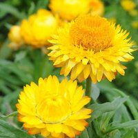 300 Bio Helichrysum Stroh Blume Gelb Everlanstings Blüte in 12 - 16 Wochen Nach Der Keimung von VerveinaSeeds