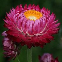 300 Stück Helichrysum Strohblume Lila Everlanstings Papier Blumensamen Samen Semi Semillas Siemenet Frø Sementes Sementi Graines von VerveinaSeeds