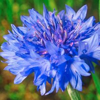 300 Bio Kornblume Samen Fiordaliso Sementi Semi Centaurée Bleue Graines Nasiona Aciano Semillas Zaden von VerveinaSeeds