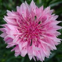 300 Bio Pink Cornflower Pink Ball Samen Kornblume Fiordaliso Sementi Semi Centaurée Bleue Graines Nasiona Aciano Semillas Zaden von VerveinaSeeds