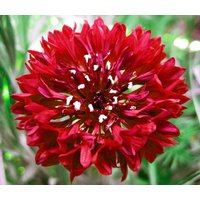 300 Bio Samen Rot Kornblume Red Ball Fiordaliso Sementi Semi Centaurée Bleue Graines Nasiona Aciano Semillas Zaden von VerveinaSeeds