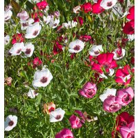 300 Bio Linum Mischfarben Tricolore Flachs Samen Semi Sementi Semillas Graines Nasiona Somen Zaad Zaden Sementes Siemenet Fro von VerveinaSeeds