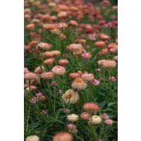 200 Bio Strohblumen Helichrysum Lachs Papierblumen Strohblume Samen Graines Nasiona Semi Sementi Somen Semillas Zaden Frø von VerveinaSeeds