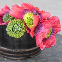 300 Huhn Und Mohn Samen - Ungewöhnliche Lila Blumen Sorte 300 Huhn Und Mohn Samen - Ungewöhnliche Lila Blumen Sorte von VerveinaSeeds