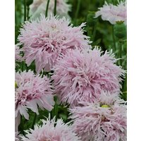 300 Lilac Pompom Poppy Seeds Papaver Mohn Samen Pavot Graines Zaad Zaden Sementes Siemenet Somen Frö Nasiona Semillas Frae Semi Sementi von VerveinaSeeds