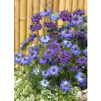 300 Nigella Moody Blues Love in A Mist Seeds Jungfer Im Grünen Samen Hispanica Graines Semi Zaad Sementi Semillas Zaden Somen von VerveinaSeeds