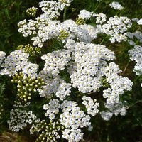 300 Samen Schwarz Schafgarbe Achillea Millefolium Graines Semi Semillas Siemen Zaden Sementes Siemenet Somen Frō Sēklas 300 Samen Schwarz Schafgarbe Achillea Millefolium Graines Semi Semillas Siemen Zaden Sementes Siemenet Somen Frō Sēklas von VerveinaSeeds