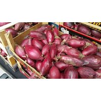 300 Tropea Lunga Original Italian Onion Long Tropea Seeds Zwiebel Samen Graines Zaad Zaden Sementes Siemenet Somen Frø Nasiona Semillas von VerveinaSeeds