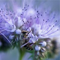 3000 Bio Phacelia Tanacetifolia Blumensamen Samen Somen Zaad Zaden Graines Semi Sementi Semillas Fantastisch Für Bestäuber Gründüngung von VerveinaSeeds